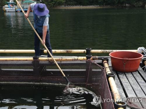 고수온으로 죽은 양식어류 수거 [연합뉴스 자료사진]