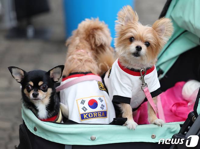 10월8일 서울 마포구 월드컵공원 평화광장에서 열린 서울 반려동물 한마당 축제에서 시민들과 반려동물들이 즐거운 시간을 보내고 있다. 2023.10.8/뉴스1 ⓒ News1 김민지 기자