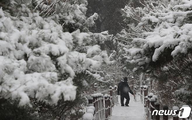 성탄절인 25일 오전 경기 수원시 팔달구 팔달산에 눈이 내리고 있다. /사진=뉴스1