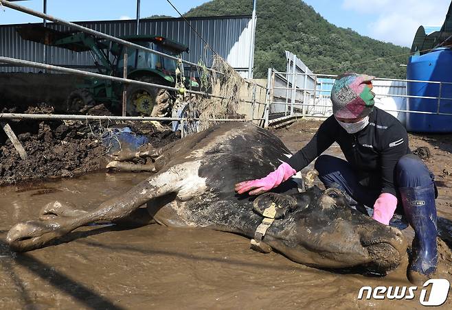 지난 8월 제6호 태풍 '카눈'이 할퀴고 지나간 뒤 대구 군위군 효령면 병수리 한 낙농가에서 목장 여주인 양유정씨가 홀로 송아지를 출산한 뒤 탈진한 어미 소를 어루만지고 있다. /뉴스1 ⓒ News1 공정식 기자