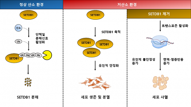 산소 농도에 따른 SETDB1 단백질의 조절 모식도. 한국생명연구원 제공