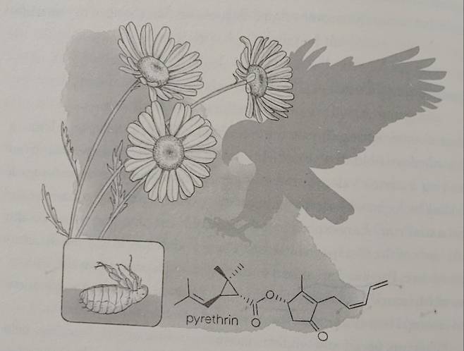 빈대와 벼룩, 모기 같은 해충은 국화과 식물인 제충국에 들어있는 피레트린(pyrethrin)에 노출되면 신경계에 치명적인 손상을 입는다. 반면 사람이나 새에게는 거의 독성이 없다. Most delicious poison 제공