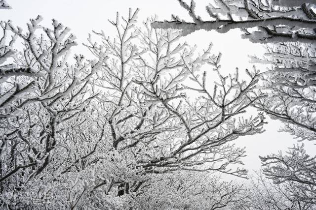 서석대 꼭대기에서 전망대로 내려가는 길이 눈꽃 터널을 이루고 있다.