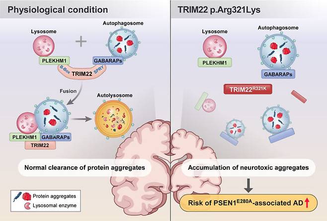 아주대 의대 장재락 교수팀이 규명한 알츠하이머 치매 발병 원인 개념도. 왼쪽은 리소좀과 오토파소좀의 단백질 결합을 'TRIM22 단백질'이 매개해 세포 내 노폐물을 청소(분해)하는 정상적인 과정이다. 오른쪽 그림은 돌연변이 유전자 'TRIM22-R321K'가 있을 경우 TRIM22 단백질 활성화가 억제돼 세포 내 노폐물이 분해되지 않고 신경독성 물질이 축적하며 신경세포의 손상과 퇴행을 유발해 알츠하이머 치매 발병 위험도를 높인다. [자료= «Autophagy»]