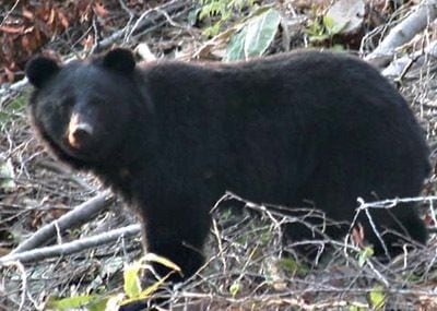 일본 시마네현이 야생 곰 출몰에 주의하라며 공개한 반달가슴곰 사진./시마네
