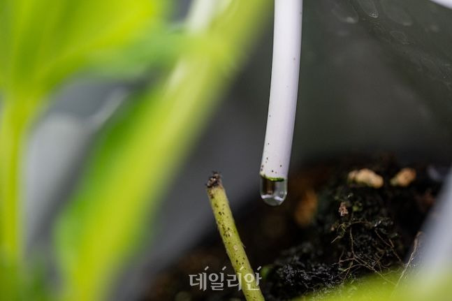 수직재배 시스템에는 각 화분마다 물을 공급해주는 라인도 있다. 딸기가 고르게 수분과 햇빛을 받을 수 있도록 교차 제작한 것도 수직재배 기술의 보이지 않는 세심함이다. ⓒ데일리안 배군득 기자