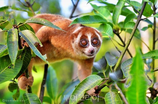 늘보원숭이 Kukang