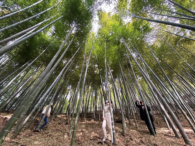 지난 10일 오후 경남 거제시 하청면 거제맹종죽테마공원을 찾은 시민들이 죽림욕을 하며 공원을 둘러보고 있다. 맹종죽은 높이 10~20m, 지름 20cm 정도로 대나무 중 가장 굵다. /김동환 기자