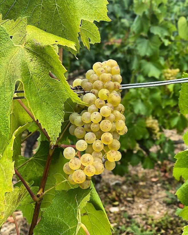 샤르도네. 샤르토뉴 따이에 인스타그램