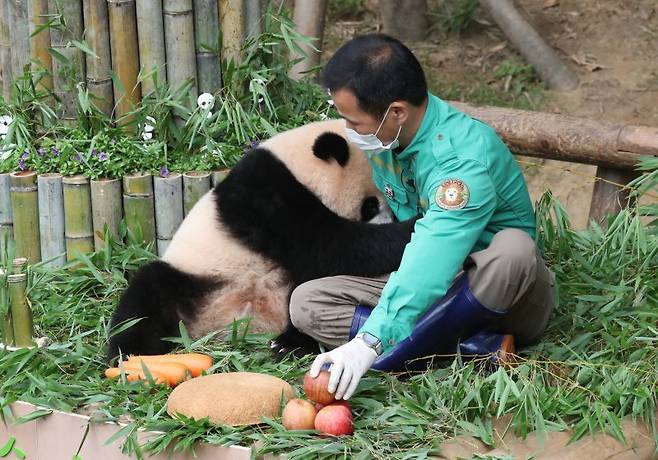 국내 최초의 아기 판다 '푸바오'가 첫돌을 맞이한 20일 오전 경기도 용인시 처인구 에버랜드 판다월드에서 푸바오가 강철원 사육사에게 매달리고 있다. 에버랜드는 이날 오전 푸바오의 첫 생일을 축하하는 랜선 돌잔치를 열고 일반 고객 초청 없이 판다월드 개장 전에 동물원 일부 직원들만 참석한 가운데 진행됐다. 2021.7.20/뉴스1 ⓒ News1 김영운 기자 /사진=뉴스1
