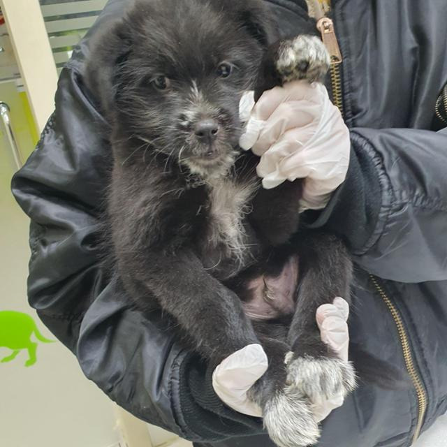 구조 당시 탄탄이의 모습. 팅커벨프로젝트 제공