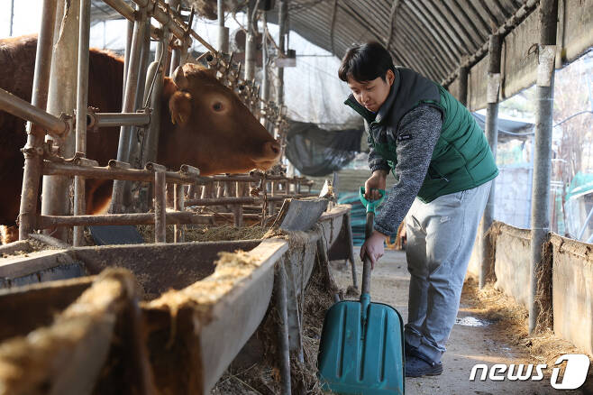 청년 농부 태웅씨는 매일 아침 23마리의 소들을 돌본다. 그가 축사를 청소하고 있다. ⓒ News1 김민지 기자