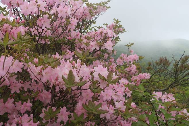 소백산 철쭉.