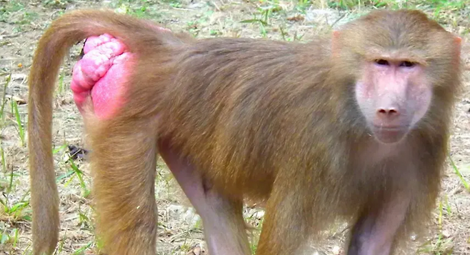 원숭이 엉덩이가 빨간 이유는 엉덩이쪽 피부가 얇기 때문이다.