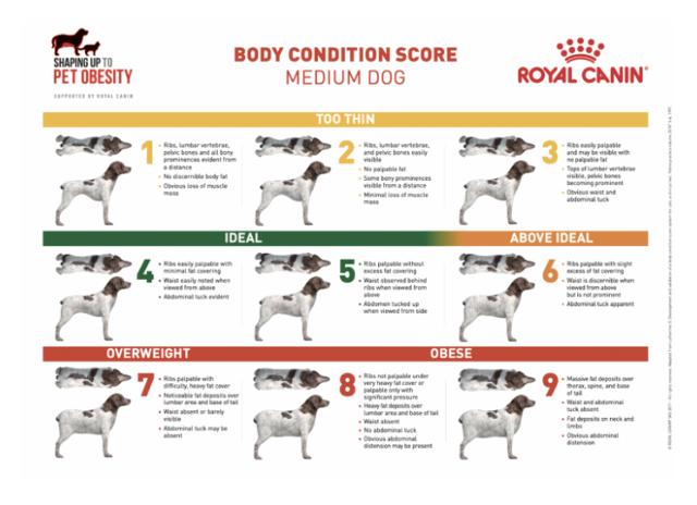 강아지의 BCS(body conditioning score). 로얄캐닌 홈페이지