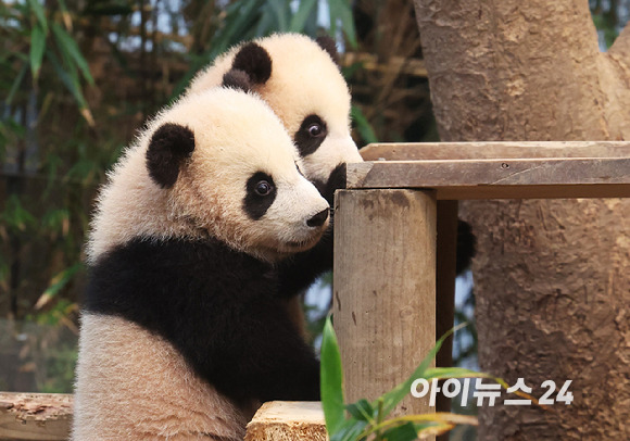 3일 오전 경기 용인시 에버랜드 동물원 판다월드에서 자이언트판다 커플 러바오와 아이바오 사이에서 지난해 7월 7일 자연 번식으로 태어난 쌍둥이 아기 판다 루이바오, 후이바오가 언론에 공개되고 있다. [사진=정소희 기자]