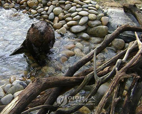비버 [연합뉴스 자료사진]