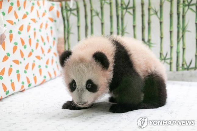 모스크바 동물원에서 태어난 판다 카튜샤. [이미지출처=연합뉴스]