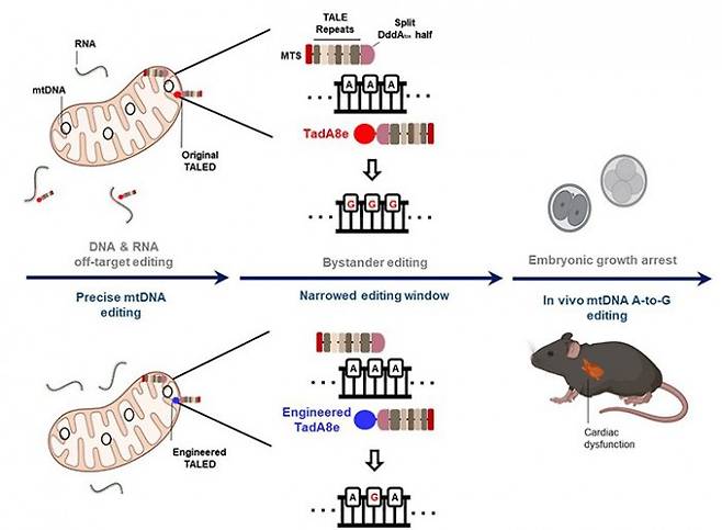 기존 TALED는 생쥐 배아 적용 시 비정상적인 발달을 일으켰지만(위쪽) 연구진이 개량한 TALED-V28R은 이러한 부작용을 줄인다. 고려대 의대 제공.