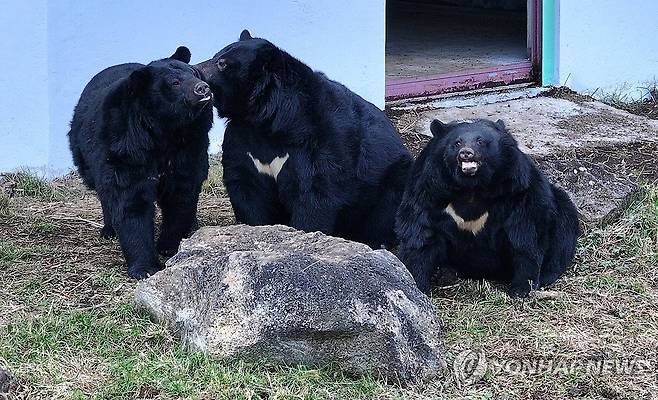 제주도 적응 끝, 나들이 나선 반달가슴곰 (서귀포=연합뉴스) 박지호 기자 = 5일 오전 제주 서귀포시 성산읍 수산리 제주자연생태공원에서 반달가슴곰들이 나들이를 하고 있다. 
    최근 제주에 보금자리를 튼 반달가슴곰 4마리는 곰 사육 종식을 준비하는 과정에서 보호시설로 이송된 개체들이다. 2024.1.5 jihopark@yna.co.kr