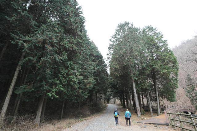 장성 축령산편백숲 탐방로. 여의도 두 배 면적에 달하는 상록수림이 이색적인 겨울 숲의 매력을 뽐낸다. ⓒ박준규