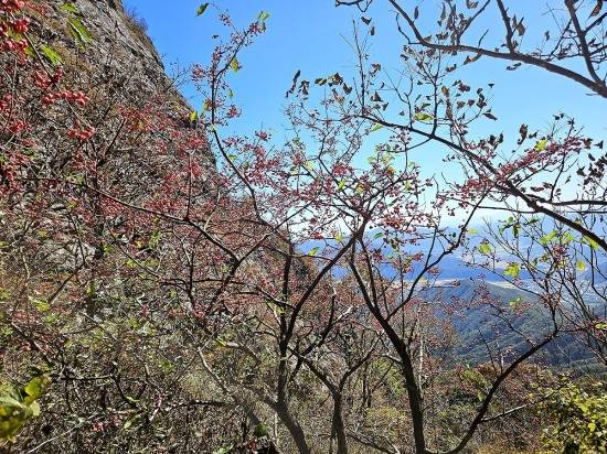참빗살나무자생지(국립백두대간 수목원 제공)