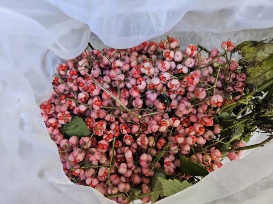 참빗살나무 열매(국립백두대간 수목원 제공)