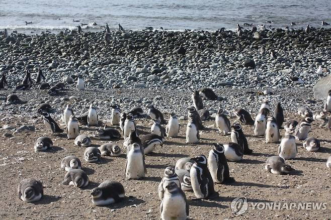 마젤란 펭귄 칠레 마그달레나 섬의 마젤란 펭귄 [촬영 고미혜]