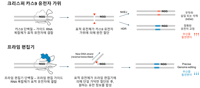 크리스퍼 카스9 유전자 가위와 차세대 유전자 가위인 프라임 편집기의 유전자 교정 비교 (자료=과기정통부)