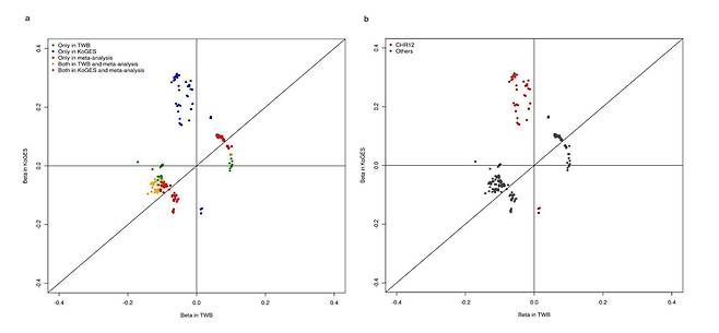 대만 바이오뱅크(TWB)와 한국인유전체역학조사사업(KoGES)의 유전체 샘플을 유전체 전체 메타 분석에서 유의미한 수준별로 그룹화했다. 노란색과 분홍색 점은 TWB와 KoGES 중 하나에서 유전체 전체에 걸쳐 유의성을 보였다. 대부분 일치하지만, 두 번째와 네 번째 사분면에 점이 있는 것은 대만과 한국이 반대를 나타낸다./논문 캡처