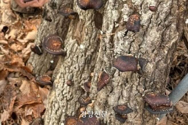 전남 장흥군 유치면의 한 노지 표고버섯 재배 농장의 참나무 기둥에 말라죽인 표고버섯이 붙어있다. 박형대 전남도의원 제공.