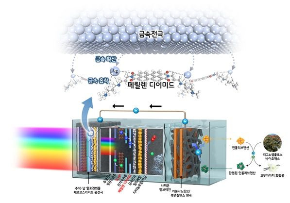 [울산=뉴시스] 금속이온 확산에 대한 화학적 장벽 역할을 하는 페릴렌 디이미드 분자를 활용해 안정성이 향상된 광전기화학 장치의 개략도 (UNIST 제공) *재판매 및 DB 금지
