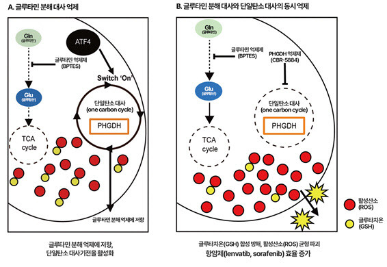 글루타민 분해 대사만 억제했을 경우 단일탄소 대사기전을 활성화하여 암세포가 생존했으나(A), 글루타민분해효소와 단일탄소 대사를 동시에 억제했더니 활성산소 균형이 무너져 암세포가 사멸하고 항암제 치료 효율이 증가했다(B).