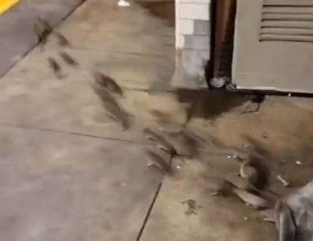 뉴욕 지하철 노숙자의 담요를 들추자 쥐 떼가 쏟아지는 모습./ 틱톡 @six4bk718