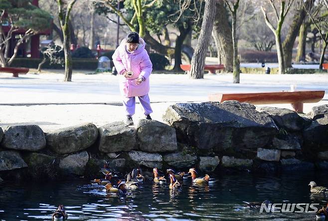 한 어린이가 먹이에 몰려드는 남원 광한루원 연못의 원앙들.  *재판매 및 DB 금지