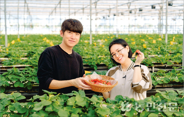 베트남 하노이에 진출한 한국법인 엘레팜비나의 스마트팜에서 방문객이 딸기 수확체험을 하고 있다.