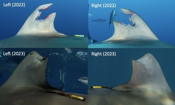 미흑점상어의 등지느러미가 뜯겨진 후 1년 만에 재생된 것이 확인된다.