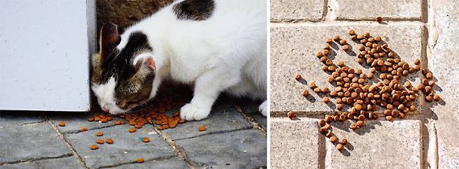 맨 바닥에 먹이를 주는 건 위생적이지 않으니 그릇에 사료를 담아서 주는 게 좋다. [GETTYIMAGES]