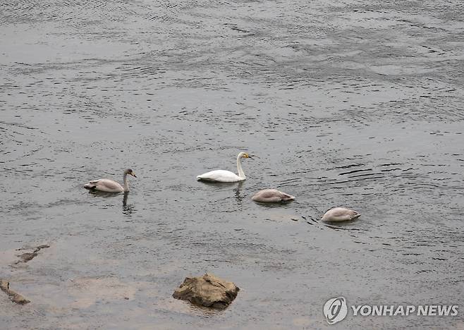 팔당댐 고니 [사진/ 성연재 기자]