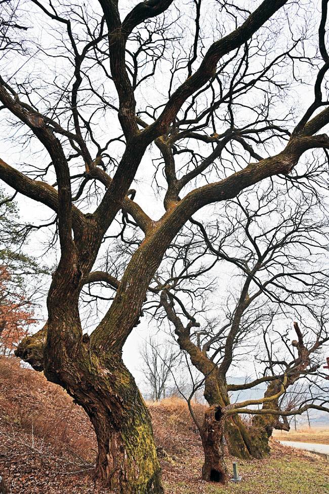 안동 오미마을 들머리의 아름드리 버드나무. 다섯 그루 버드나무는 급제한 다섯 형제를 기리며 심은 것이다.