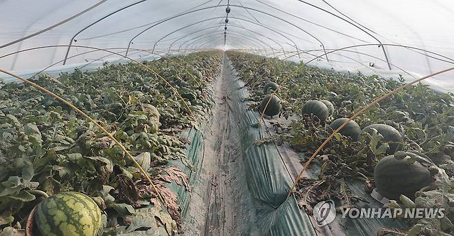 추운 겨울 익어가는 함안 수박 (함안=연합뉴스) 정종호 기자 = 영하권의 날씨를 보인 11일 오전 경남 함안군 군북면 월촌리 일대 수박 비닐하우스 내부 모습.
    함안은 겨울 수박 전국 1위 생산량을 자랑하며 당도가 높아 맛있다. 2024.1.11 jjh23@yna.co.kr