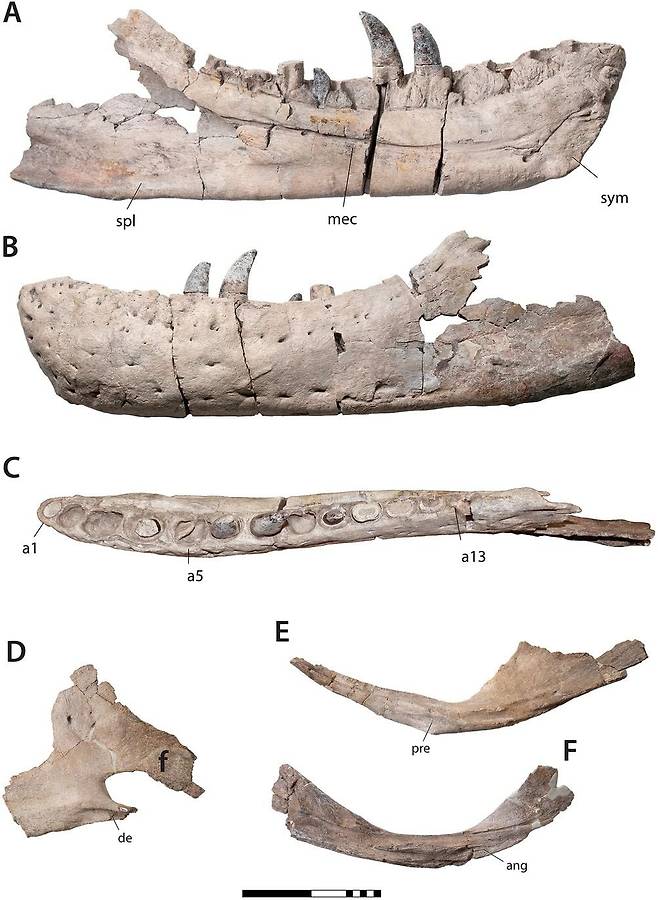 북미에서 발견된 티라노사우루스 맥레이엔시스의 화석/Scientific Reports