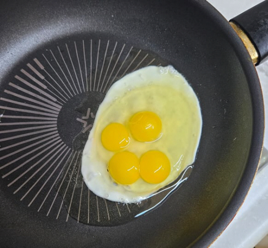 국내에서 발견된 달걀 한 개에 노른자 4개가 들어있는 모습. [사진, 대한양계협회 제공]