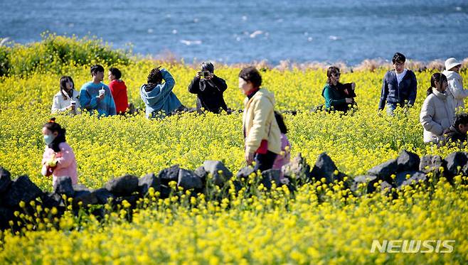 [서귀포=뉴시스] 우장호 기자 = 낮 기온이 크게 오르며 포근한 날씨를 보인 14일 오후 제주 서귀포시 성산읍 성산일출봉 인근 유채꽃밭을 찾은 관광객들이 이른 봄꽃을 감상하며 즐거운 시간을 보내고 있다. 2024.01.14. woo1223@newsis.com