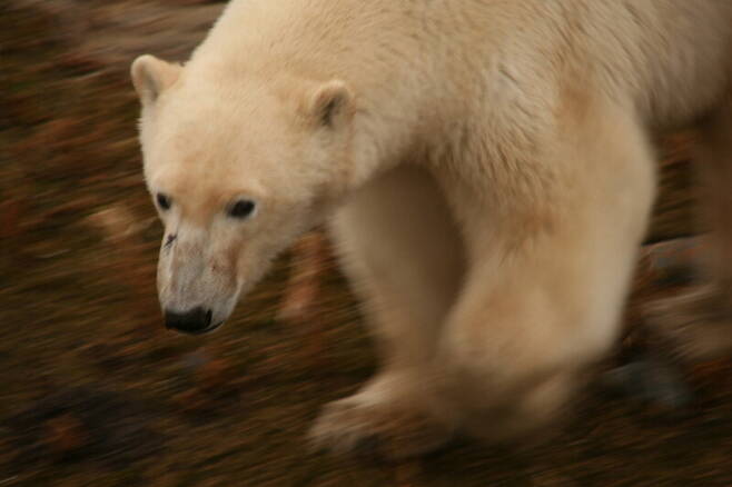 캐나다 서부 허드슨만의 북극곰은 5~6월 육지로 돌아와 단식에 가까운 먹이활동을 하다가 10~11월 바닷물이 얼면 바다로 나가 물범을 사냥한다. 바다얼음이 빨리 녹고 바닷물이 늦게 얼면서 사냥할 시간이 줄어들고 있다. 남종영