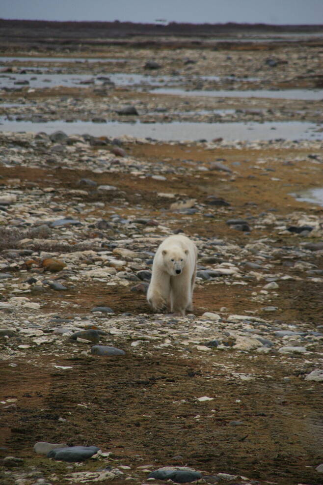 캐나다 서부 허드슨만의 북극곰은 5~6월 육지로 돌아와 단식에 가까운 먹이활동을 하다가 10~11월 바닷물이 얼면 바다로 나가 물범을 사냥한다. 바다얼음이 빨리 녹고 바닷물이 늦게 얼면서 사냥할 시간이 줄어들고 있다. © 남종영