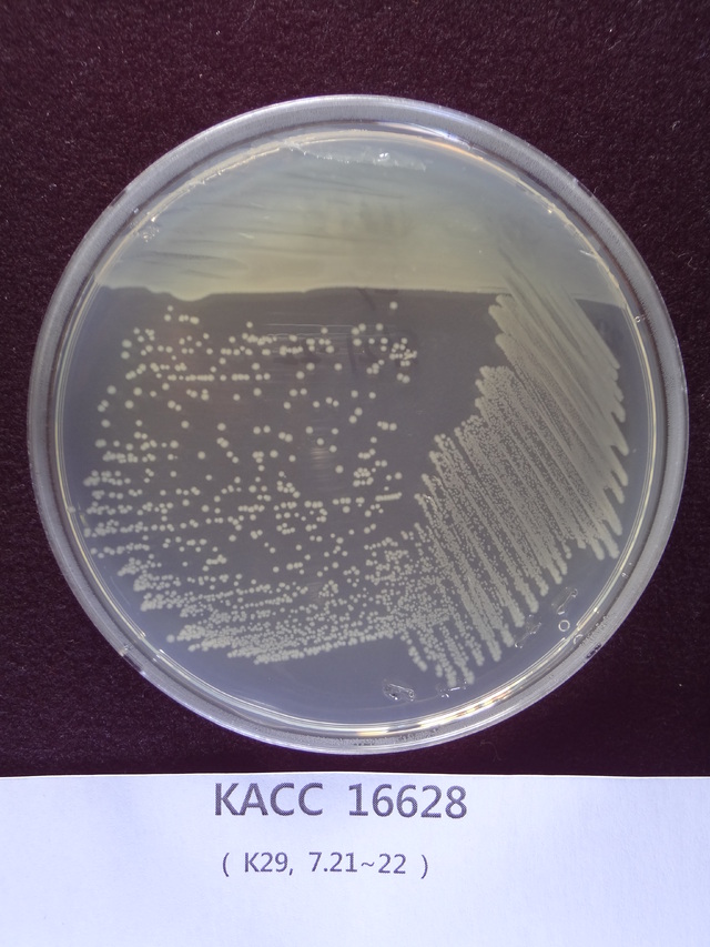 ‘플라스틱 및 기타 비다공성 표면에서 항균 활성 측정 표준’에 사용되는대장균이 지난해 12월 농촌진흥청 농업미생물은행의 ‘KACC 16628’로 대체됐다. 농진청