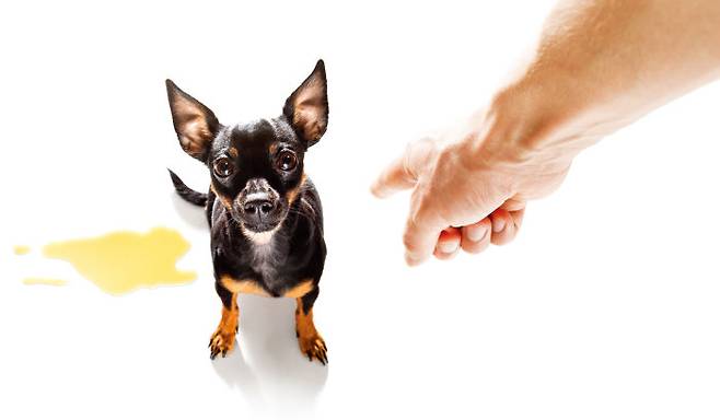 보호자가 반려견의 배변 실수를  필요 이상으로 혼내면 반려견은 본능적으로 대변을 먹어서 없애게 된다. [GettyImages]