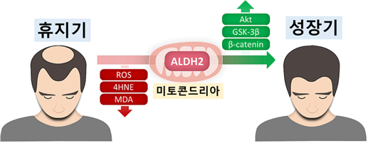 ALDH2 활성화 통해 산화 스트레스 감소를 감소시키고 베타카테닌을 증가시킴으로써 모낭을 성장기로 회복시킬 수 있다. [그림=서울대병원]