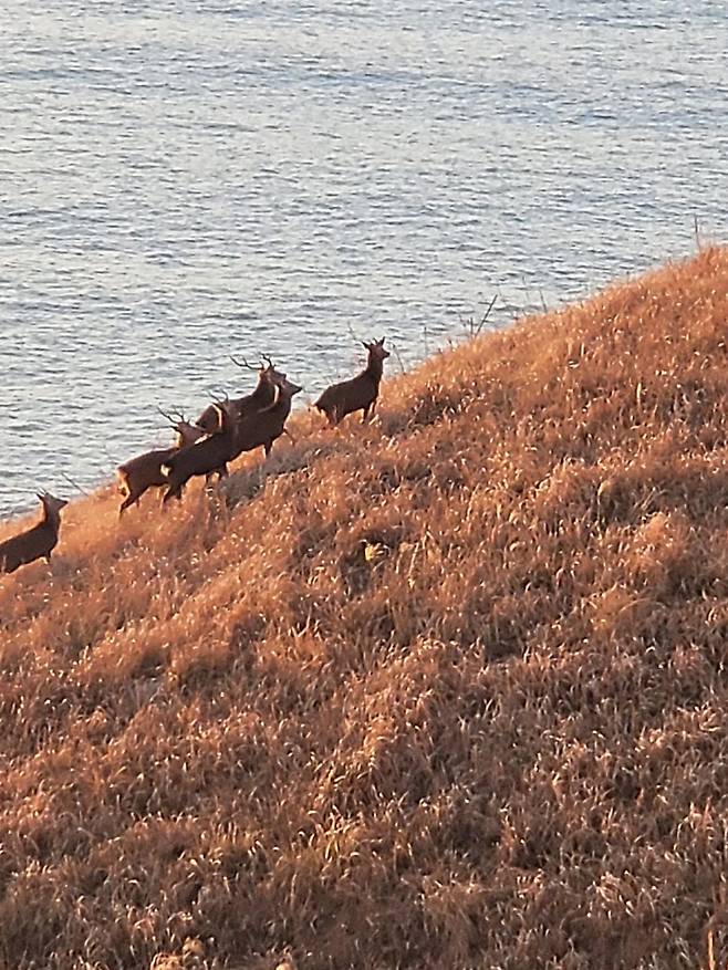 밭을 파헤치고 밤에 소음을 일으키는 '민폐 동물' 전남 영광군 안마도 사슴./전남 영광군
